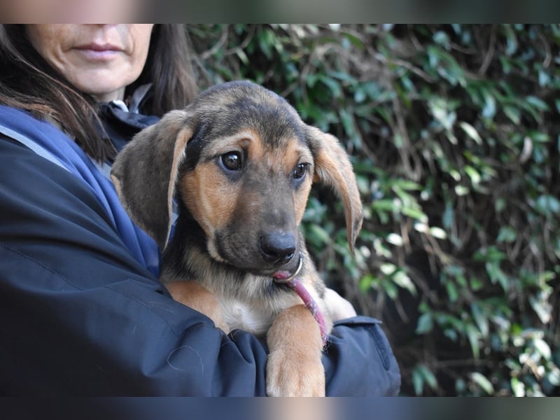 Ugoletto - NOTFALL - (Dringend Pflegestelle oder Zuhause gesucht) Ein Plan muss her!