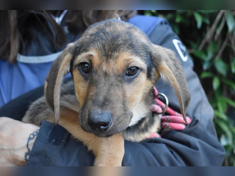 Ugoletto - NOTFALL - (Dringend Pflegestelle oder Zuhause gesucht) Ein Plan muss her!