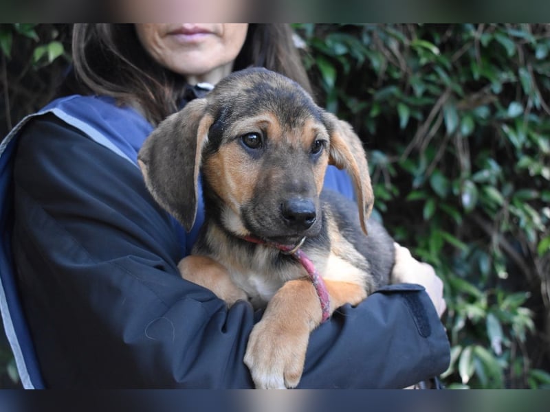 Ugoletto - NOTFALL - (Dringend Pflegestelle oder Zuhause gesucht) Ein Plan muss her!