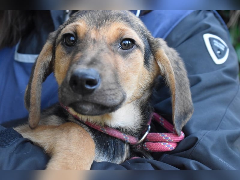 Ugoletto - NOTFALL - (Dringend Pflegestelle oder Zuhause gesucht) Ein Plan muss her!