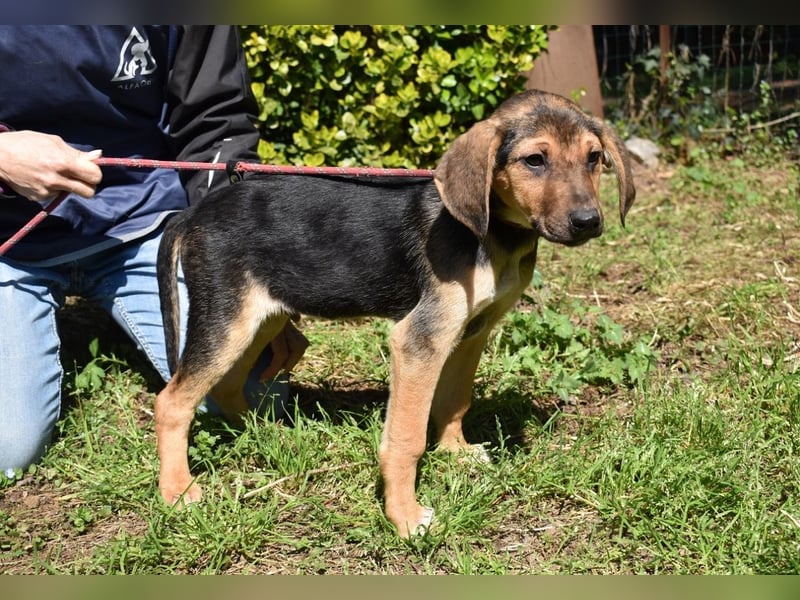 Ugoletto - NOTFALL - (Dringend Pflegestelle oder Zuhause gesucht) Ein Plan muss her!