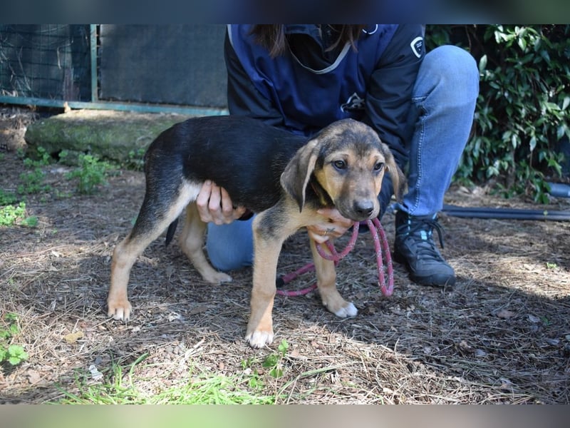 Ugoletto - NOTFALL - (Dringend Pflegestelle oder Zuhause gesucht) Ein Plan muss her!