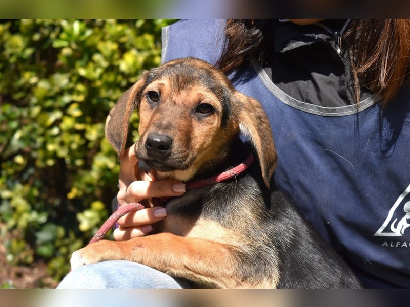 Ugoletto - NOTFALL - (Dringend Pflegestelle oder Zuhause gesucht) Ein Plan muss her!