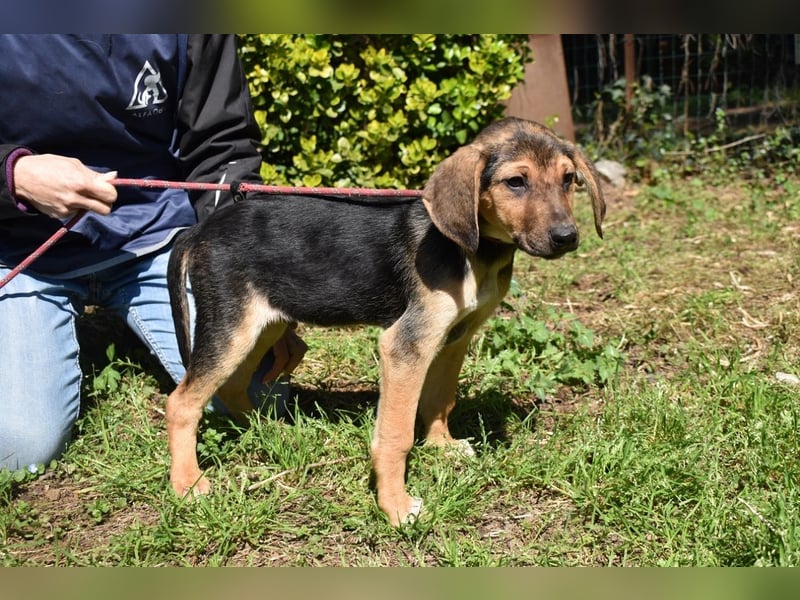 Ugoletto - NOTFALL - (Dringend Pflegestelle oder Zuhause gesucht) Ein Plan muss her!