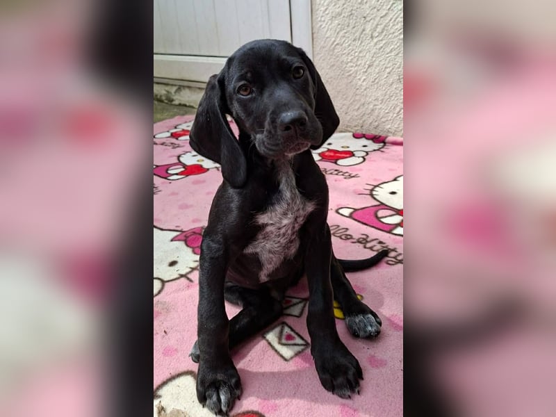 Aris, ein kleiner Hundebub mit großem Namen