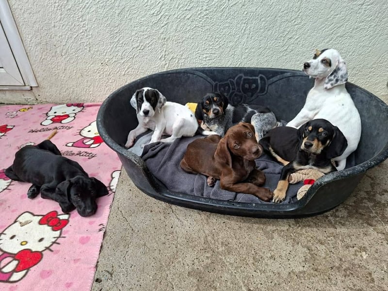 Aris, ein kleiner Hundebub mit großem Namen