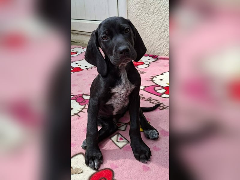 Aris, ein kleiner Hundebub mit großem Namen