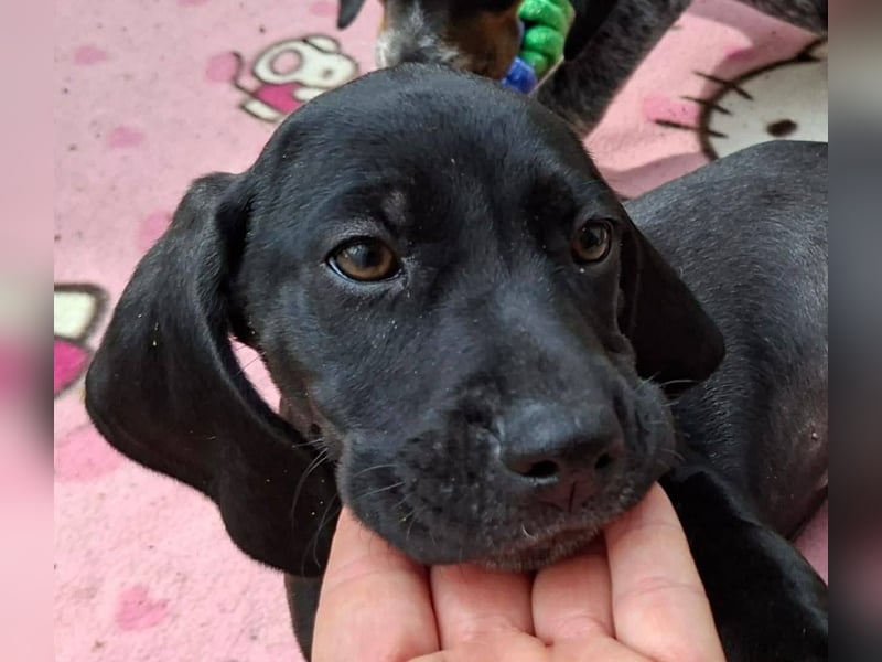 Aris, ein kleiner Hundebub mit großem Namen