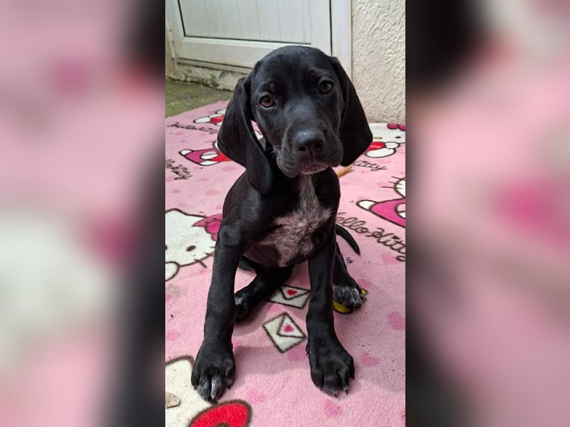 Aris, ein kleiner Hundebub mit großem Namen