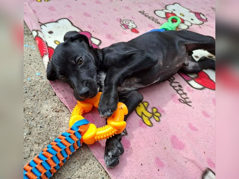 Aris, ein kleiner Hundebub mit großem Namen