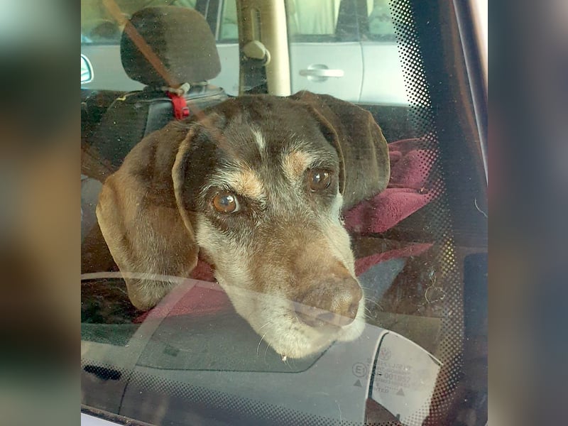 RACKO - sanft, sozial und voller Vertrauen