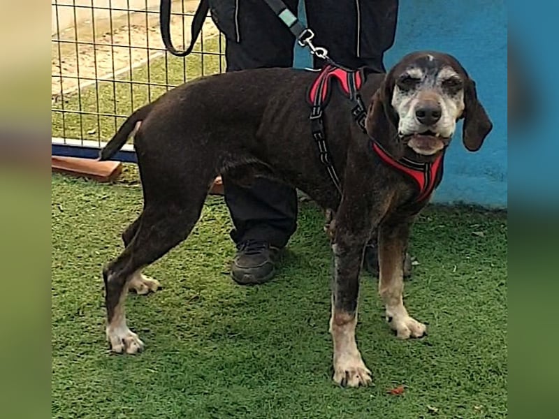 RACKO - sanft, sozial und voller Vertrauen