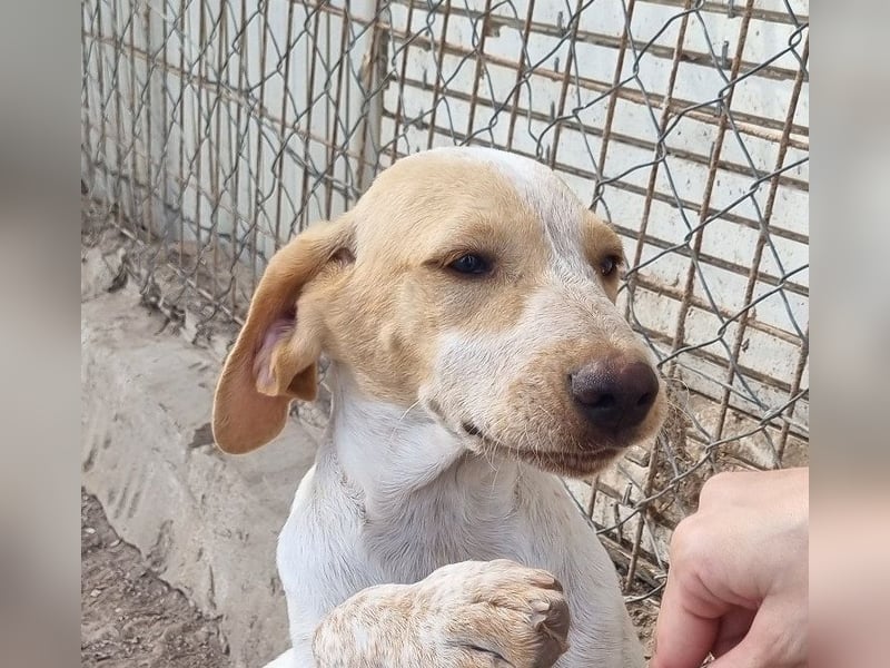 PLOMO - Kuscheln unbedingt erwünscht-lieber Bub sucht liebevolle "Für-immer-Familie"