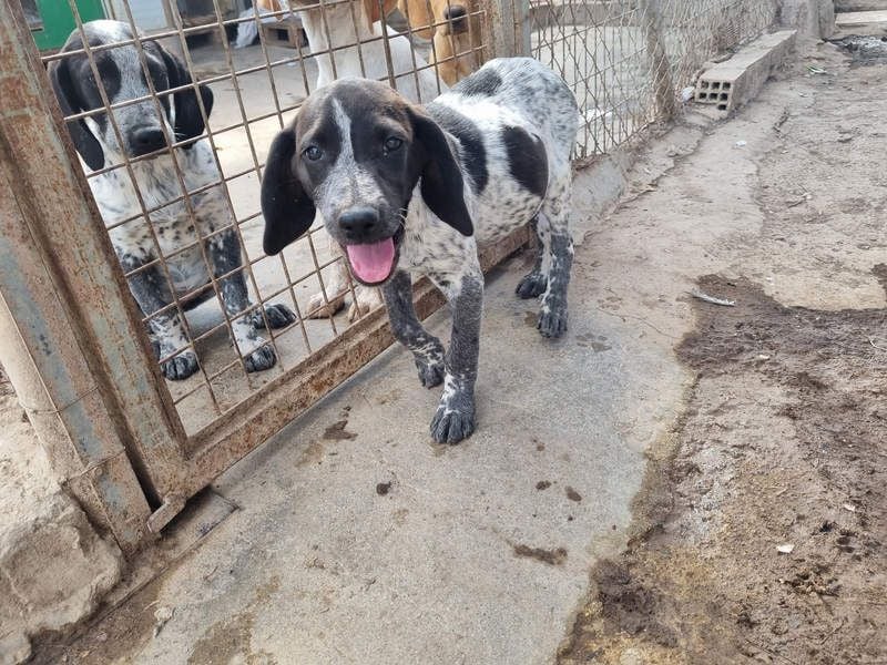 PLUMA-Kuscheln unbedingt erwünscht- Süsses Mädchen sucht liebevolle "Für-immer-Familie"