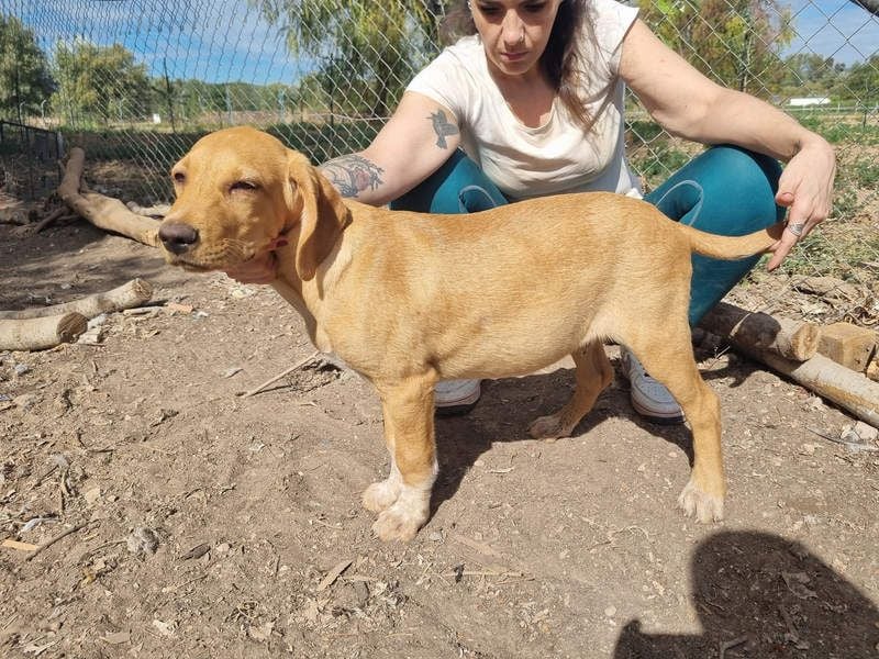 DARDO-neugierig bewegungsfreudig möchte nicht nur kuscheln sondern seine liebevolle Für-immer-Fam."