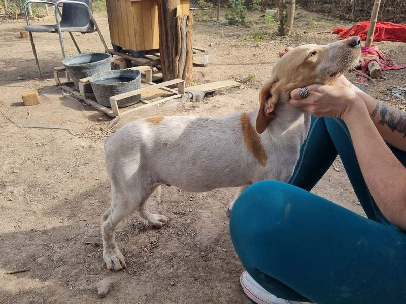 PLOMO - Kuscheln unbedingt erwünscht-lieber Bub sucht liebevolle "Für-immer-Familie"