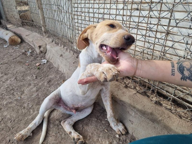 PLOMO - Kuscheln unbedingt erwünscht-lieber Bub sucht liebevolle "Für-immer-Familie"