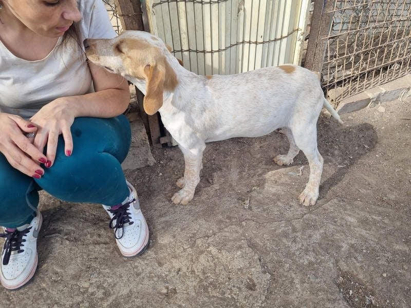 PLOMO - Kuscheln unbedingt erwünscht-lieber Bub sucht liebevolle "Für-immer-Familie"