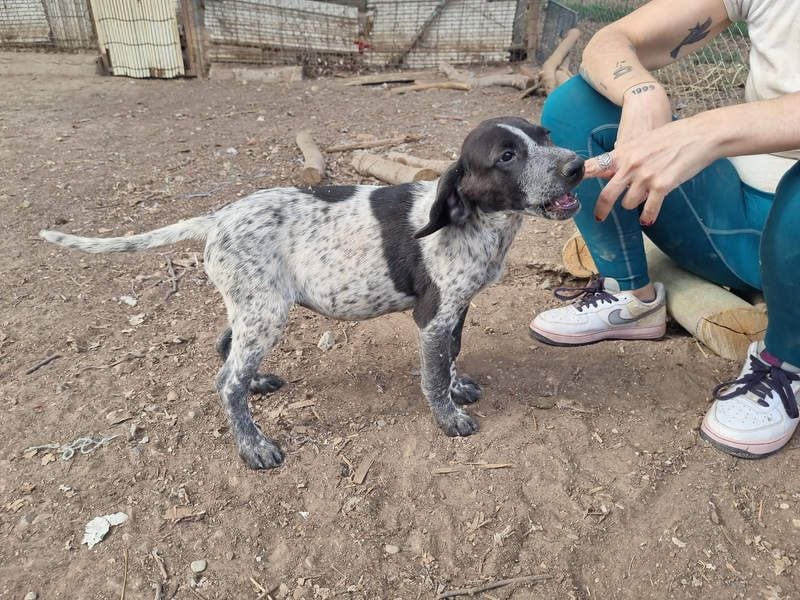 PLUMA-Kuscheln unbedingt erwünscht- Süsses Mädchen sucht liebevolle "Für-immer-Familie"
