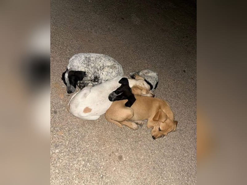 DARDO-neugierig bewegungsfreudig möchte nicht nur kuscheln sondern seine liebevolle Für-immer-Fam."