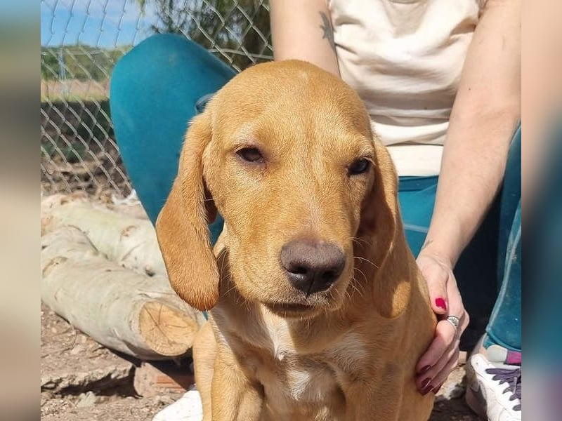 DARDO-neugierig bewegungsfreudig möchte nicht nur kuscheln sondern seine liebevolle Für-immer-Fam."