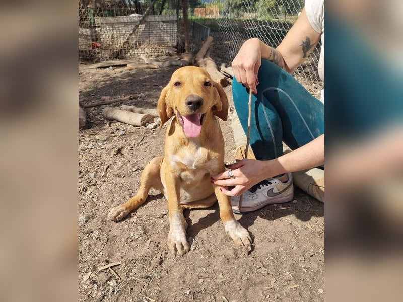 DARDO-neugierig bewegungsfreudig möchte nicht nur kuscheln sondern seine liebevolle Für-immer-Fam."