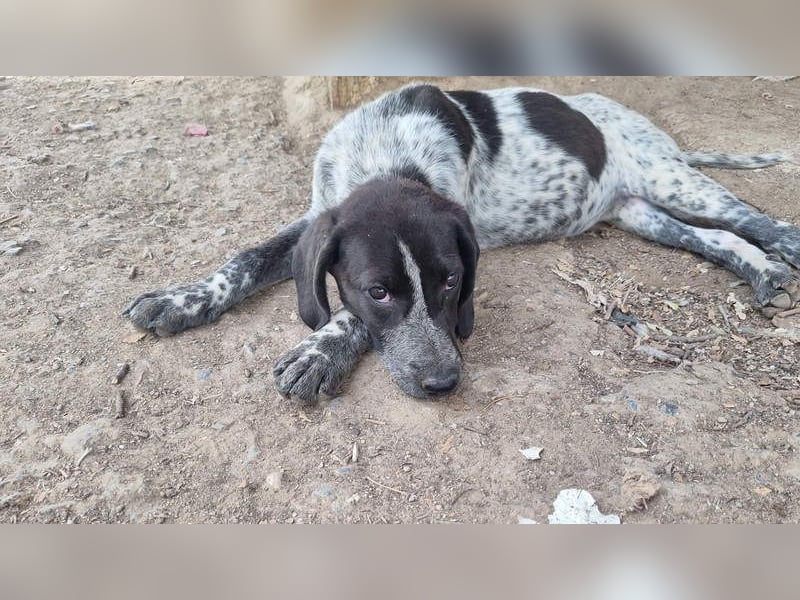 PLUMA-Kuscheln unbedingt erwünscht- Süsses Mädchen sucht liebevolle "Für-immer-Familie"