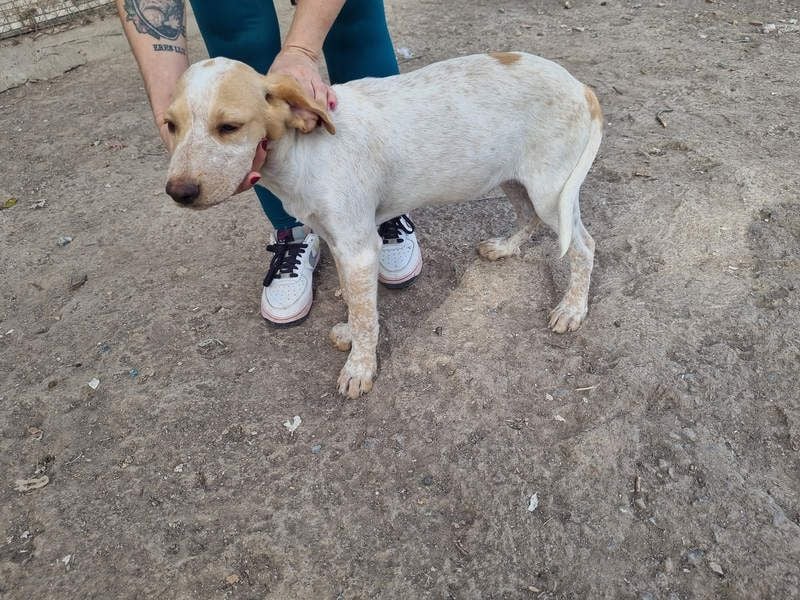 PLOMO - Kuscheln unbedingt erwünscht-lieber Bub sucht liebevolle "Für-immer-Familie"