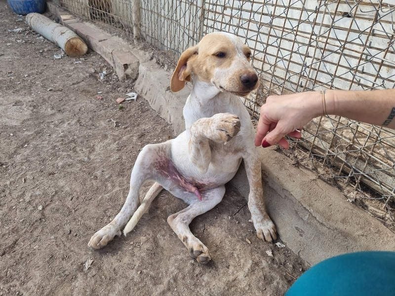 PLOMO - Kuscheln unbedingt erwünscht-lieber Bub sucht liebevolle "Für-immer-Familie"