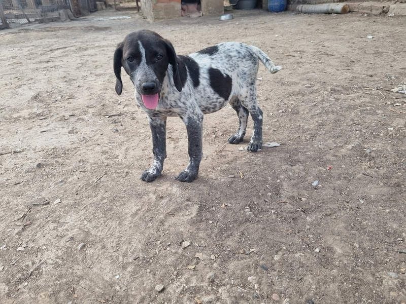 PLUMA-Kuscheln unbedingt erwünscht- Süsses Mädchen sucht liebevolle "Für-immer-Familie"