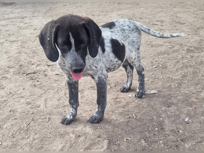 PLUMA-Kuscheln unbedingt erwünscht- Süsses Mädchen sucht liebevolle "Für-immer-Familie"
