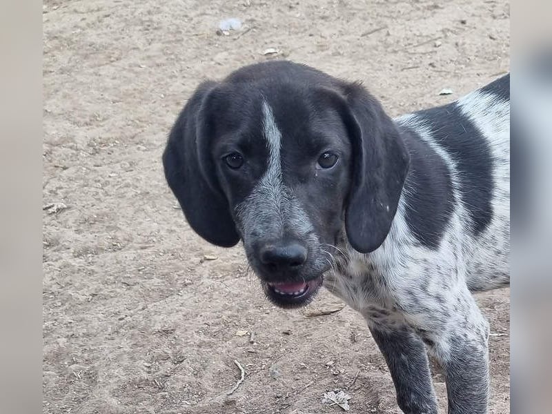 PLUMA-Kuscheln unbedingt erwünscht- Süsses Mädchen sucht liebevolle "Für-immer-Familie"