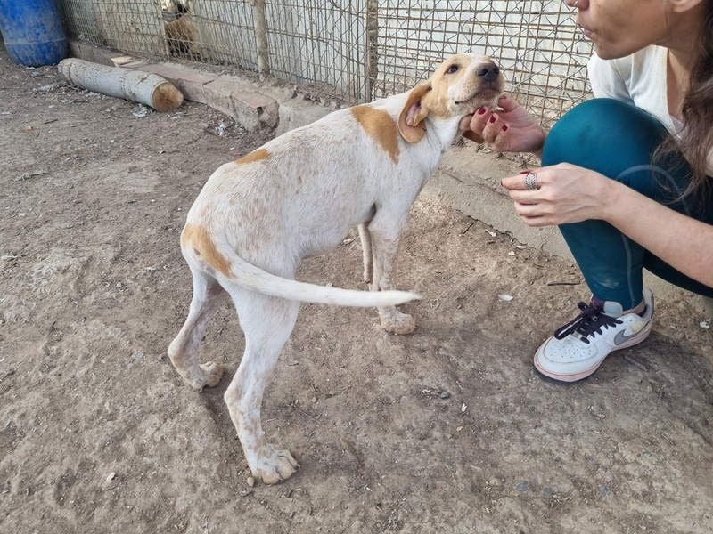 PLOMO - Kuscheln unbedingt erwünscht-lieber Bub sucht liebevolle "Für-immer-Familie"