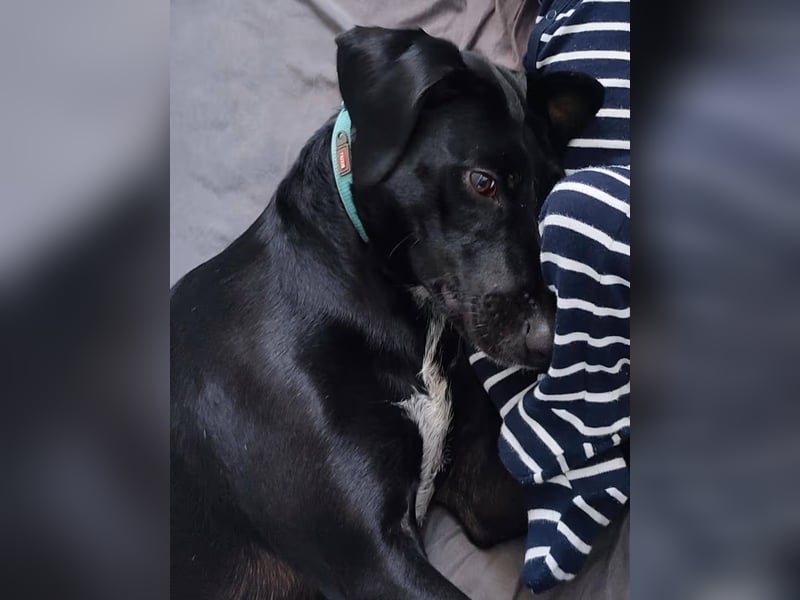 LISBETH, verliert ihr Zuhause, Deutsche Bracke-Mix, 3 Jahre, 57 cm, Tierschutz, aktuell in Köln