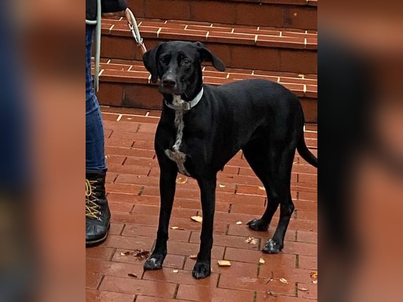 LISBETH, verliert ihr Zuhause, 2,5 Jahre, 57 cm, Tierschutz Rumänien, aktuell in Köln