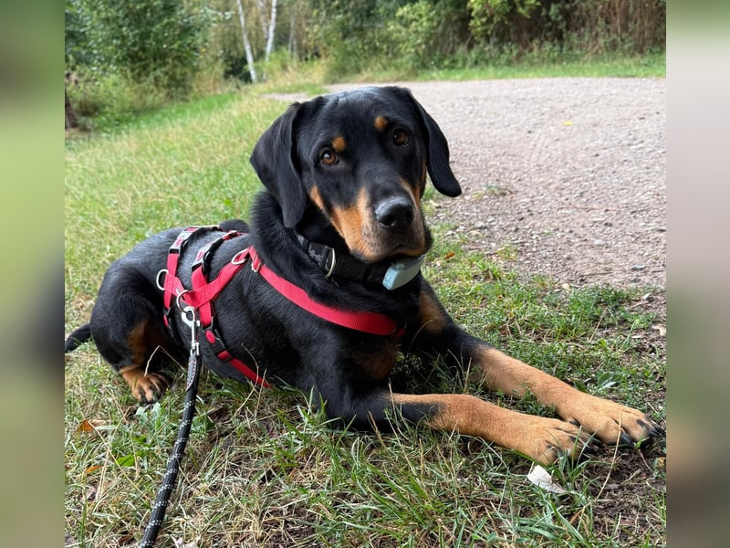 Hera – ein Goldschatz auf vier Pfoten sucht ihre Familie