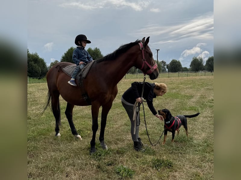 Hera – ein Goldschatz auf vier Pfoten sucht ihre Familie