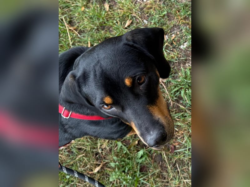 Hera – ein Goldschatz auf vier Pfoten sucht ihre Familie