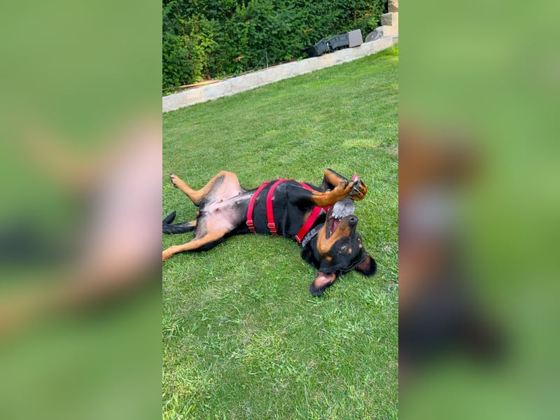 Hera – ein Goldschatz auf vier Pfoten sucht ihre Familie