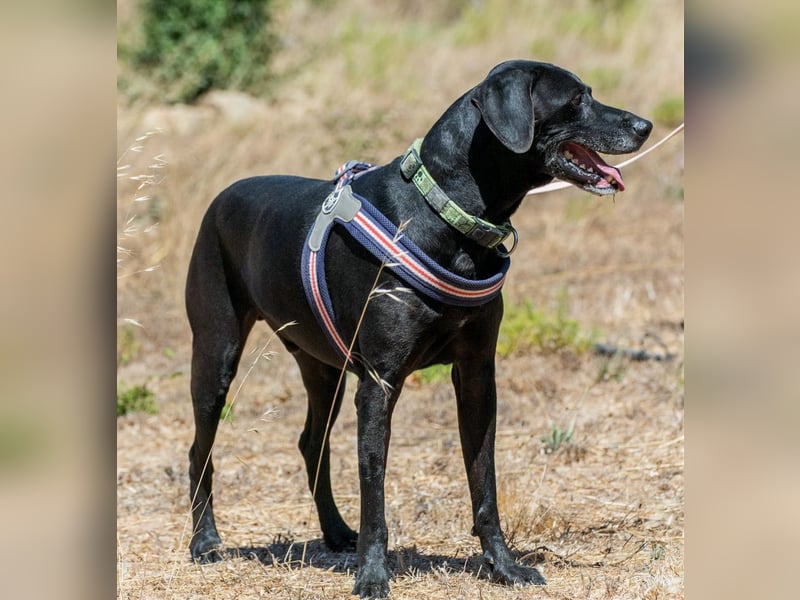 Amadeo - ein guter Kerl