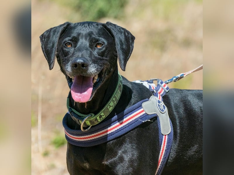 Amadeo - ein guter Kerl