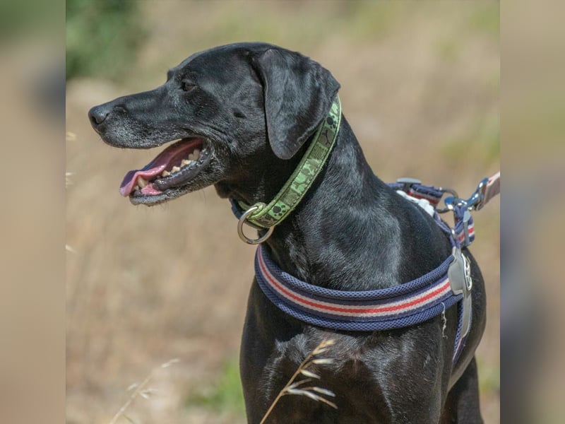 Amadeo - ein guter Kerl