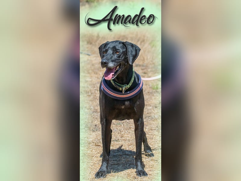 Amadeo - ein guter Kerl