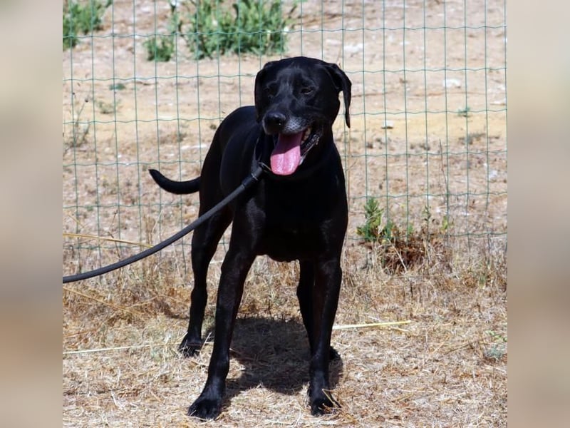 Amadeo - ein guter Kerl