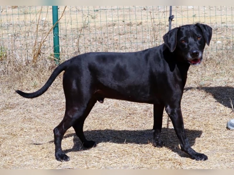 Amadeo - ein guter Kerl