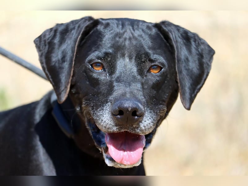 Amadeo - ein guter Kerl