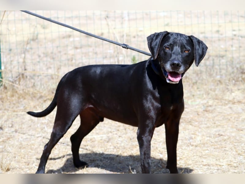 Amadeo - ein guter Kerl