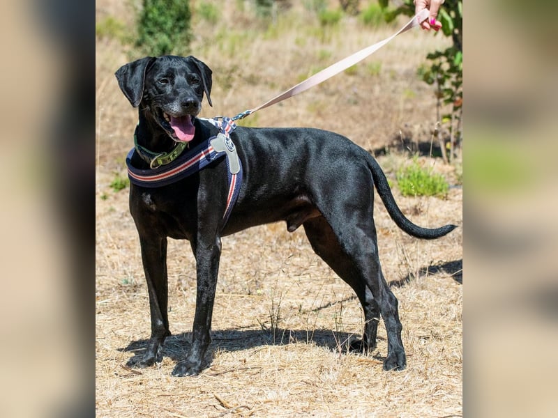 Amadeo - ein guter Kerl