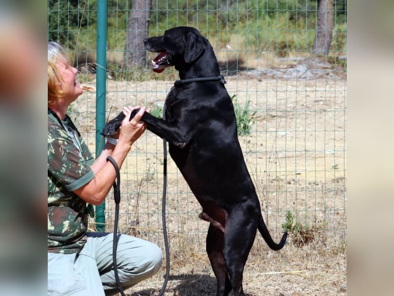 Amadeo - ein guter Kerl