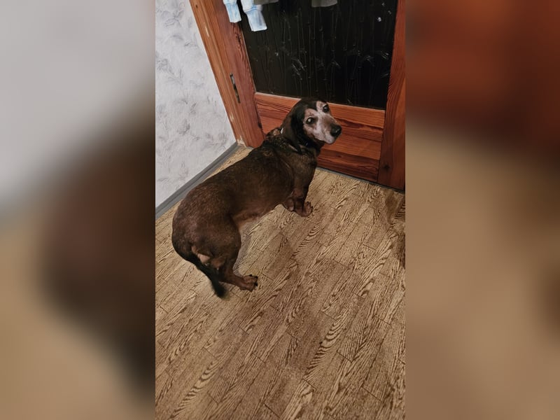 Dacksbracke sucht ein neues Zuhause